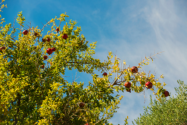 포토 JPG 해외이미지 주간 사람없음 야외 석류 석류나무 해외포토 자연요소 나무 과일 파일형식 이미지허브