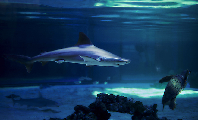 포토 JPG 해외이미지 동물 척추동물 야생동물 음식 모래 바다 백그라운드 자연 어류 사람없음 물 파란색 바닷속 수중 수영 회색 흰색 산호 치아 위험 큼 공격 무서움 자르기 아래 먹기 해산물 싱글 다이빙 탱크 육식동물 지느러미 상어 암초 수족관 사냥꾼 거인 고립 깊이 힘찬 해외포토 자연요소 직업 감정 컬러 컨셉 모션 수중동물 수상스포츠 소화기관 자포동물 크기 방향 생태계 위치 수중스포츠 파일형식 이미지허브