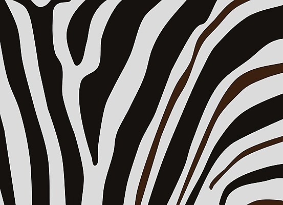 EPS 해외이미지 동물 디자인 야생동물 선 백그라운드 패턴 일러스트 아프리카 자연 추상 아이디어 흑백 동물원 미술 그래픽 장식 갈색 검은색 줄무늬 흰색 인쇄 사파리 피부 질감 얼룩말 해외일러스트 나라 컬러 컨셉 무늬 문화예술 촬영기법 신체부위 말_동물 생태계 파일형식 벡터 이미지허브