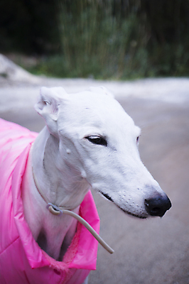 포토 JPG 해외이미지 동물 얼굴 백그라운드 포유류 자연 앉기 사람없음 반려동물 갈색 검은색 흰색 개 작음 속도 사냥개 사냥꾼 기르기 유래 전국 갈색배경 해외포토 직업 컬러 모션 신체부위 크기 생태계 돌봄 파일형식 이미지허브