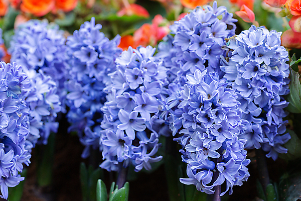 포토 JPG 해외이미지 식물 공원 꽃 행복 분홍색 꽃다발 꽃무늬 밭 태국 자연 하늘 친절 거리 주택 사람없음 야외 장식 초록색 여름 파란색 컬러풀 마을 정원 맑음 보라색 일몰 놀람 봄 꿈 벚꽃 가을 시골 신선 개화 황금 묘사 원예 솜털 히아신스 해외포토 계절 공공시설 감정 아시아 컬러 무늬 농업 날씨 표정 취미 건물 노을 생태계 파일형식 이미지허브
