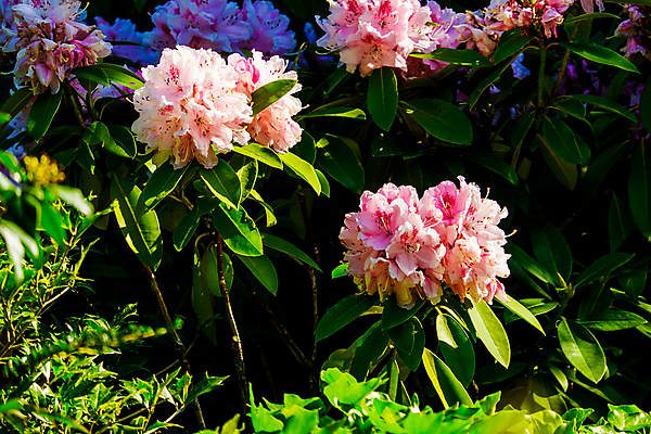 포토 JPG 해외이미지 나무 식물 계절 꽃 분홍색 결혼 백그라운드 잎 꽃무늬 자연 사람없음 야외 빨간색 초록색 물 정원 봄 벚꽃 개화 진달래 원예 내추럴 해외포토 자연요소 컬러 무늬 이벤트 취미 생태계 파일형식 이미지허브