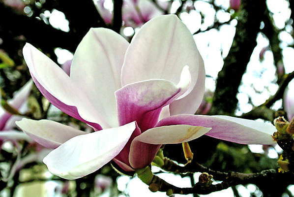 포토 JPG 해외이미지 주간 풍경 근접촬영 사람없음 야외 아웃포커스 봄 목련 해외포토 자연요소 계절 꽃 뷰포인트 촬영기법 파일형식 이미지허브