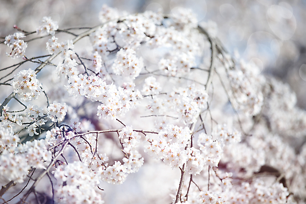 포토 JPG 해외이미지 나무 식물 꽃잎 꽃 분홍색 백그라운드 자연 사람없음 벚꽃 흰색 나뭇가지 신선 체리 원예 해외포토 컬러 과일 취미 생태계 파일형식 이미지허브