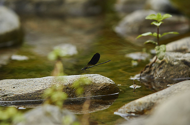 포토 JPG 해외이미지 나무 동물 공원 야생동물 곤충 백그라운드 잎 신체 날개 자연 이끼 풍경 사람없음 초록색 물 여름 파란색 빛 강 환경 정원 검은색 바위 나뭇가지 용 개울 닫기 벌레 잠자리 숲 묘사 생물학 육식동물 암초 내추럴 동물상 해외포토 자연요소 식물 계절 공공시설 교육 컬러 모션 조형물 돌_바위 생태계 파일형식 이미지허브