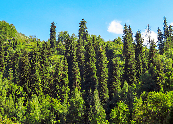 포토 JPG 해외이미지 나무 구름 공원 아시아 여행 자연 하늘 산 풍경 사람없음 야외 초록색 여름 봄 하이킹 언덕 장면 전국 카자흐스탄 해외포토 자연요소 식물 계절 공공시설 나라 컬러 레저 생태계 파일형식 이미지허브