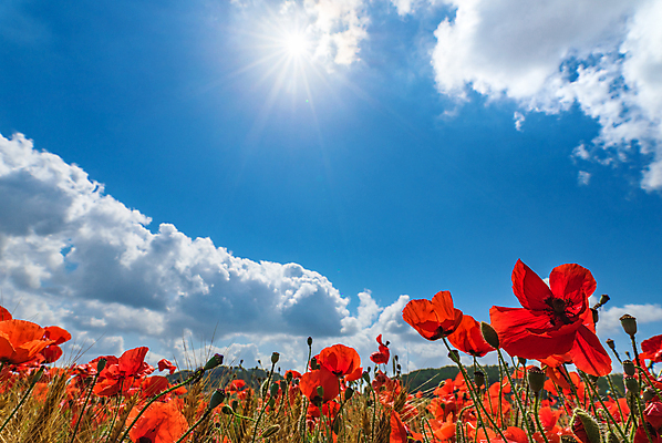 포토 JPG 해외이미지 식물 구름 꽃잎 꽃 백그라운드 밭 자연 하늘 풍경 사람없음 야외 빨간색 초록색 여름 파란색 햇빛 태양 농장 환경 봄 들꽃 성장 벚꽃 시골 밀 언덕 조경 보리 양귀비 해외포토 자연요소 계절 컬러 농업 곡류 생태계 파일형식 이미지허브
