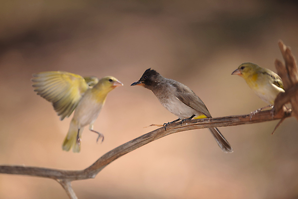 포토 JPG 해외이미지 나무 동물 아시아 얼굴 야생동물 잎 날개 부분 태국 자연 조류 하늘 손바닥 그림자 동양인 사람없음 야외 빨간색 갈색 환경 정원 검은색 나뭇가지 도시 작음 깃털 꼬리 부리 코코넛 서식지 동물상 해외포토 식물 손 나라 컬러 과일 인종 신체부위 조형물 크기 생태계 파일형식 이미지허브