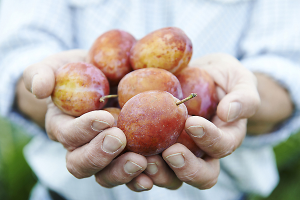 포토 JPG 해외이미지 백인 손 남자 음식 농업 과일 한명 사람 취미 가로 여름 농작물 정원 수확 신선 잡기 닫기 달콤 60대 농부 수집 유기농 원예 자두 건강식 밭일 숙성 원예사 해외포토 서양인 직업 1 웰빙 계절 노년 산업 모션 신체부위 맛 파일형식 이미지허브