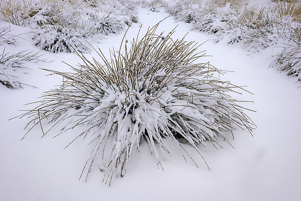 포토 JPG 해외이미지 주간 식물 계절 백그라운드 크리스마스 겨울 자연 날씨 사람없음 야외 가로 냉동 얼음 추위 성장 덮개 흰색 신선 눈송이 크리스탈 서리 온도 1월 내추럴 땅바닥 눈내림 해외포토 자연요소 기념일 컬러 바닥 눈_날씨 뚜껑 날짜 광석 생태계 파일형식 이미지허브