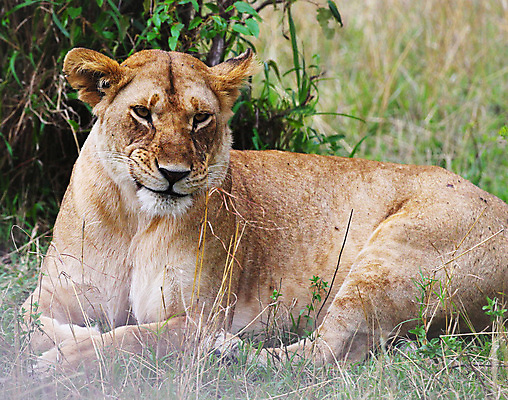 포토 JPG 해외이미지 주간 한마리 야생동물 앉기 사람없음 야외 육식동물 암사자 해외포토 자연요소 동물 1 모션 사자 암컷 파일형식 이미지허브