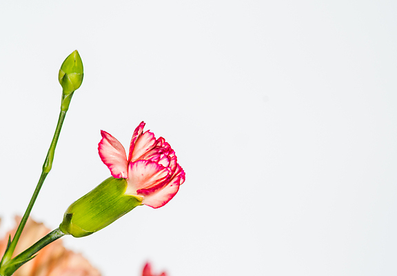 포토 JPG 해외이미지 꽃 사람없음 카네이션 해외포토 식물 파일형식 이미지허브