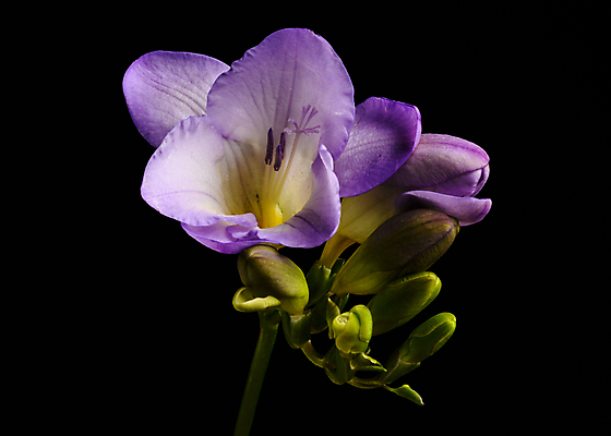 포토 JPG 해외이미지 스튜디오촬영 식물 계절 꽃잎 꽃 줄기 꽃무늬 전구 자연 검은배경 사랑 사람없음 컬러풀 사진촬영 봄 활발 개화 닫기 그림 향기 내추럴 카피스페이스 해외포토 감정 컬러 백그라운드 컨셉 무늬 모션 실내 검은색 촬영 공백 생태계 냄새 파일형식 이미지허브