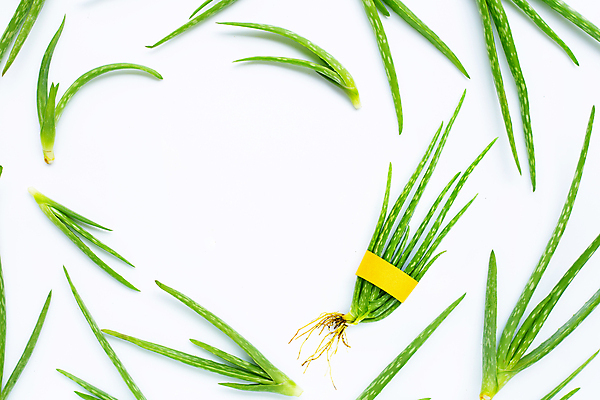 포토 JPG 해외이미지 스튜디오촬영 실내 사람없음 흰배경 알로에 해외포토 식물 백그라운드 내부 흰색 파일형식 이미지허브