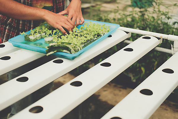 포토 JPG 해외이미지 식물 음식 잎 농업 채소 자연 건강 씨앗 사람없음 물 농장 새싹 정원 놀이방 샐러드 성장 신선 상추 원예 스펀지 내추럴 개발 모종 밭일 식용 온실 처음 세련 해외포토 자연요소 산업 취미 생태계 파일형식 이미지허브