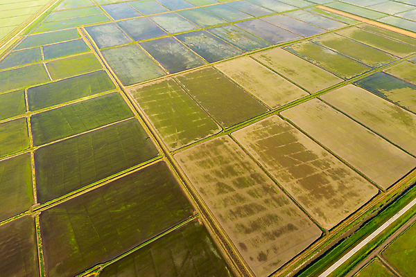 포토 JPG 해외이미지 식물 문화 호수 밭 농업 밥 바닥 안테나 풍경 사람없음 초록색 물 농장 농경지 새싹 정원 경작 황혼 봄 수확 시골 거친 정상 낟알 홍수 시리얼 만족 운하 진흙 시스템 거름 배수구 묘목 밭일 해외포토 자연요소 나무 계절 감정 산업 음식 컬러 통신 농사 일몰 자연재해 파일형식 이미지허브