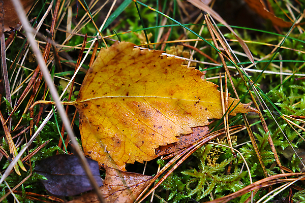 포토 JPG 해외이미지 나무 식물 계절 공원 백그라운드 단풍 잎 패턴 오렌지 자연 날씨 추상 풍경 사람없음 야외 빨간색 컬러풀 갈색 노란색 정원 카펫 활발 가을 시골 황금 숲 9월 11월 유기농 질감 장면 10월 내추럴 갈퀴 강렬 거짓말 땅바닥 해외포토 웰빙 공공시설 컬러 컨셉 무늬 과일 바닥 날짜 생태계 파일형식 이미지허브