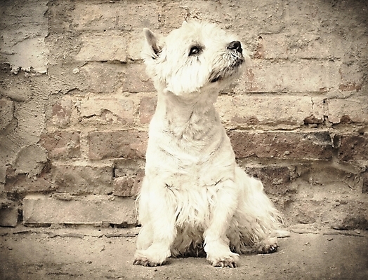 포토 JPG 해외이미지 응시 공원 여자 남자 행복 새끼 놀이 털 돌담 피곤 앉기 성인 사람없음 야외 반려동물 머리 귀여움 흰색 개 달콤 강아지 작음 테리어 혀 스마트 만족 코 윤곽 귀 롤 쇼 산악지대 기르기 서쪽 유래 지능 효과 해외포토 동물 시선 공공시설 감정 컬러 컨셉 포유류 모션 산 사람 신체부위 담장 돌_바위 입 맛 크기 방향 돌봄 파일형식 이미지허브