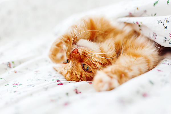 포토 JPG 해외이미지 한마리 실내 사람없음 반려동물 햇빛 고양이 이불 침대 반려묘 안락 해외포토 동물 1 가구 컨셉 포유류 침구 내부 태양 파일형식 이미지허브