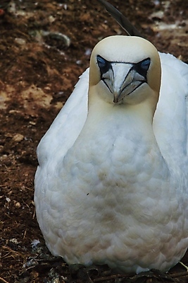 포토 JPG 해외이미지 동물 커플 야생동물 바다 자연 조류 풍경 사람없음 야외 물 여름 노란색 맑음 흰색 둥지 북쪽 내추럴 식민지 해외포토 자연요소 계절 컬러 관계 날씨 방향 생태계 파일형식 이미지허브