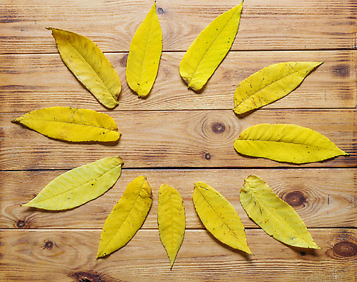 포토 JPG 해외이미지 식물 디자인 계절 백그라운드 단풍 잎 꽃무늬 오렌지 자연 벽지 표면 사람없음 목재 장식 가로 하이앵글 컬러풀 노란색 줄무늬 가을 떨어짐 질감 카피스페이스 해외포토 나무 꽃 뷰포인트 컬러 컨셉 무늬 과일 재료 공백 생태계 파일형식 이미지허브