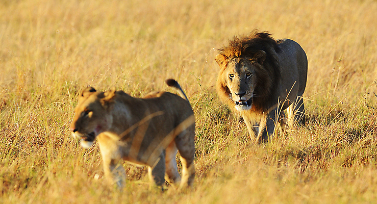 포토 JPG 해외이미지 주간 야생동물 두마리 사람없음 야외 사자 육식동물 숫사자 암사자 해외포토 자연요소 동물 2 포유류 암컷 수컷 파일형식 이미지허브
