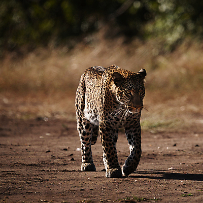 포토 JPG 해외이미지 주간 한마리 야생동물 사람없음 야외 아웃포커스 걷기 땅 육식동물 치타 해외포토 자연요소 동물 1 포유류 모션 촬영기법 파일형식 이미지허브