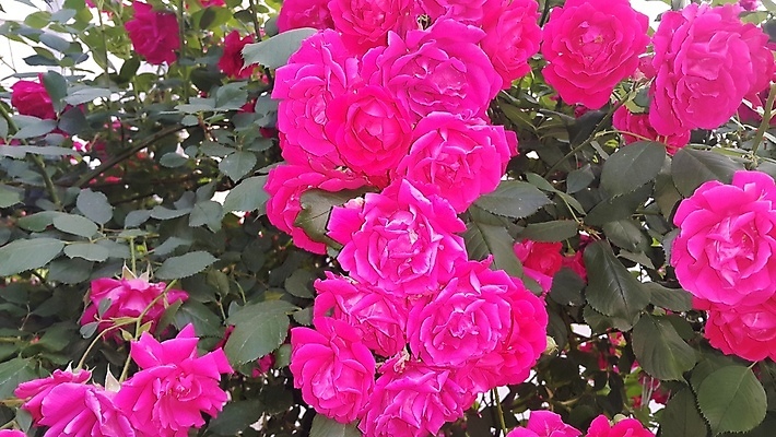 포토 JPG 해외이미지 식물 계절 꽃잎 꽃 분홍색 백그라운드 잎 자연 사람없음 빨간색 여름 햇빛 장미 노란색 정원 맑음 봄 신선 싱글 꽃가루 내추럴 꽃수술 해외포토 컬러 날씨 태양 가루 생태계 파일형식 이미지허브