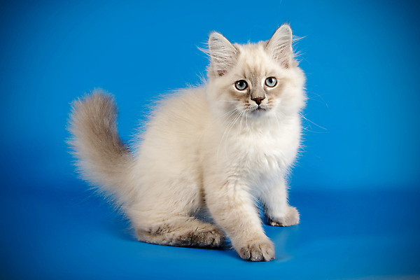 포토 JPG 해외이미지 한마리 사람없음 파란색 반려동물 고양이 네바마스커레이드 해외포토 동물 1 컬러 포유류 파일형식 이미지허브