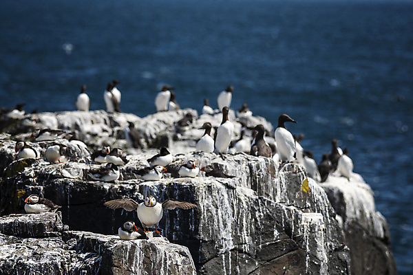 포토 JPG 해외이미지 동물 1 꽃 야생동물 음식 바다 섬 여행 캐나다 조류 주택 노르웨이 아이슬란드 종류 풍경 사람없음 물 여름 절벽 덮개 6월 싱글 빙하 대서양 식민지 해외포토 자연요소 식물 계절 유럽 북아메리카 건물 뚜껑 날짜 파일형식 이미지허브