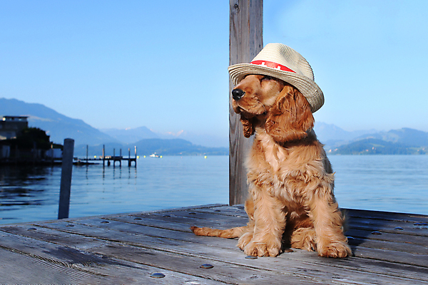 포토 JPG 해외이미지 스튜디오촬영 전신 행복 얼굴 어린이 새끼 포유류 휴식 새로움 바닥 털 실내 선물 앉기 사람없음 가로 세로 반려동물 컬러풀 눕기 크리스마스트리 가축 할로윈 아기 신생아 잠 화려 유머 개 골든리트리버 리트리버 강아지 담요 자르기 루마니아 송곳니 거짓말 걸음마 기르기 캡모자 반다나 해외포토 동물 모자_잡화 감정 유럽 컬러 컨셉 크리스마스 모션 사람 내부 신체부위 치아 돌봄 파일형식 헤어액세사리 이미지허브