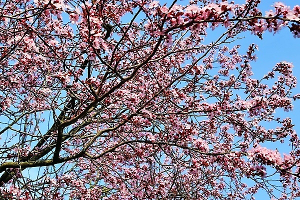 포토 JPG 해외이미지 나무 식물 계절 꽃잎 꽃 줄기 분홍색 꽃다발 백그라운드 잎 꽃무늬 자연 하늘 씨앗 사람없음 야외 파란색 정원 맑음 봄 성장 벚꽃 흰색 나뭇가지 신선 개화 체리 과수원 4월 5월 다발 묘사 목련 자두 대각선 내추럴 꽃수술 해외포토 선 컬러 무늬 농업 과일 날씨 날짜 생태계 파일형식 이미지허브