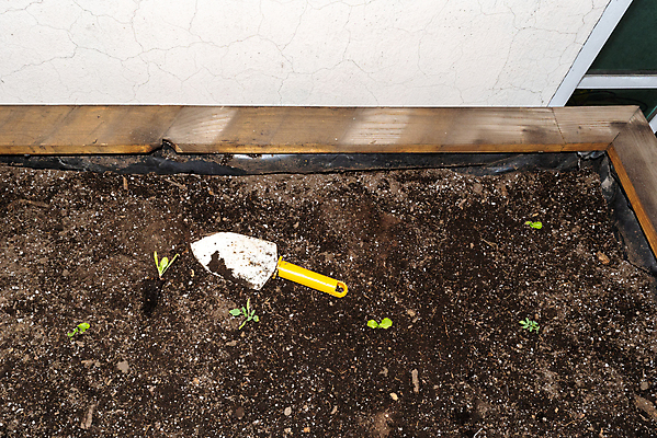 포토 JPG 해외이미지 식물 백인 꽃 행복 화분 잎 토마토 채소 자연 엄마 주택 함께함 실내 사람없음 목재 초록색 여름 환경 정원 성장 공구 삽 원예 호스 국산 개발 돌봄 모종 심기 해외포토 서양인 나무 계절 감정 컬러 컨셉 재료 가족 모션 취미 내부 건물 도구 생태계 파일형식 이미지허브