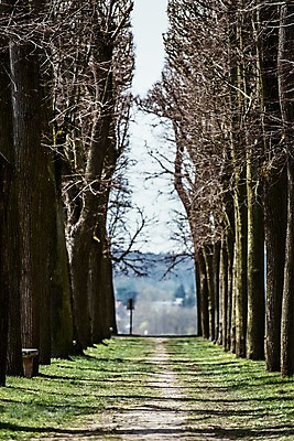 포토 JPG 주간 나무 해외풍경 공원 유럽 유럽풍경 자연 풍경 사람없음 야외 프랑스 가로수 파리_프랑스 국내포토 자연요소 식물 해외 공공시설 나라 생태계 파일형식