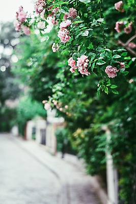 포토 JPG 주간 해외풍경 유럽 도로 유럽풍경 자연 풍경 사람없음 야외 아웃포커스 장미 프랑스 파리_프랑스 국내포토 자연요소 해외 꽃 나라 길 교통시설 촬영기법 생태계 파일형식