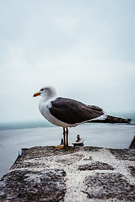 포토 JPG 주간 한마리 해외풍경 유럽 바다 유럽풍경 자연 갈매기 풍경 사람없음 야외 프랑스 몽생미셀 국내포토 자연요소 1 해외 나라 조류 생태계 파일형식