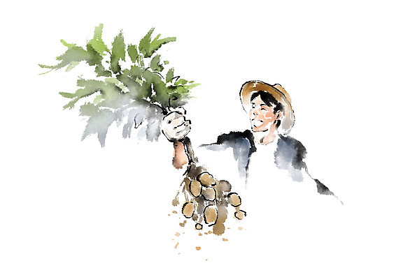 PSD 남자 줄기 일러스트 캘리그라피 붓터치 감자 한명 미소 사람 상반신 성인 농사 수확 잡기 농부 밀짚모자 번짐 성인남자한명만 국내일러스트 식물 직업 모자_잡화 1 농업 채소 모션 표정 남자한명만 성인남자만 파일형식 효과