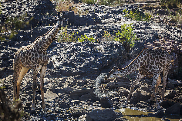 포토 JPG 해외이미지 동물 야생동물 2 포유류 모션 아프리카 자연 국립공원 사람없음 가로 물 관광지 마시기 연못 황무지 떨어짐 보호 기린 사파리 멸종 남아프리카 보츠와나 보호구역 웅장함 스플래쉬 해외포토 멸종위기종 자연요소 공원 나라 여행 컨셉 생태계 구역 파일형식 이미지허브