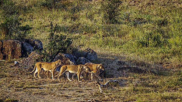 포토 JPG 해외이미지 동물 여자 야생동물 포유류 모션 아프리카 자연 파노라마 국립공원 3 풍경 사람없음 관광지 걷기 고양이 황무지 보호 저녁 사자 사파리 육식동물 서식지 남아프리카 보츠와나 보호구역 사바나 암사자 해외포토 멸종위기종 공원 나라 여행 컨셉 촬영기법 사람 반려동물 야간 암컷 생태계 구역 파일형식 이미지허브