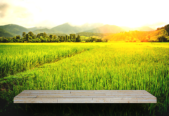 포토 JPG 해외이미지 디자인 외관 벽 자연 벽지 탁자 밥 표면 산 선반 사람없음 초록색 농장 회색 계산대 크림 질감 복고 그런지 논밭 화강암 해외포토 음식 컬러 가구 밭 농업 논 암석 생태계 파일형식 이미지허브
