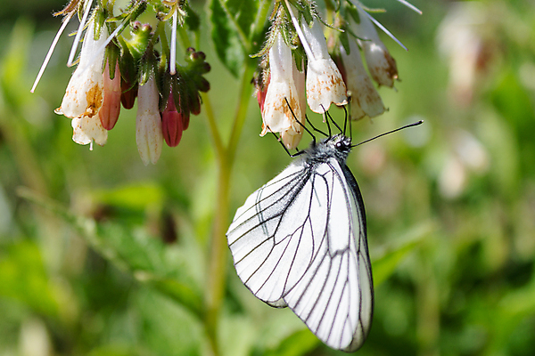 포토 JPG 해외이미지 식물 응시 꽃잎 꽃 야생동물 음식 줄기 분홍색 나비 곤충 백그라운드 패턴 날개 발 자연 하늘 산 안테나 이끼 풍경 사람없음 여름 파란색 노란색 마을 정원 흙 봄 줄무늬 회색 바위 흰색 달콤 계획 큼 수집 질감 양배추 아로마 꿀 내추럴 해외포토 동물 시선 계절 컬러 컨셉 무늬 채소 통신 신체부위 돌_바위 맛 크기 생태계 파일형식 이미지허브