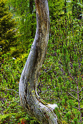 포토 JPG 해외이미지 모양 나무 식물 1 디자인 계절 실루엣 줄기 백그라운드 컨셉 겨울 자연 추상 건조 미술 풍경 사람없음 야외 목재 환경 검은색 성장 가을 흰색 나뭇가지 죽음 숲 큼 싱글 유기농 나무껍질 내추럴 고립 벌거벗은 생태학 엘리먼트 옛날 우화 혼자 해외포토 웰빙 교육 컬러 무늬 재료 문화예술 촬영기법 껍질 크기 생태계 파일형식 이미지허브