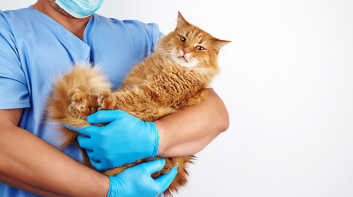 포토 JPG 해외이미지 백인 한마리 남자 장갑 유니폼 청진기 안기 건강 병원 한명 사람 상반신 성인 앞모습 치료 반려동물 고양이 진료 잡기 동물병원 수의사 돌봄 성인남자한명만 해외포토 서양인 동물 1 잡화 옷 뷰포인트 포유류 의학 의료기기 모션 의사 남자한명만 성인남자만 파일형식 이미지허브