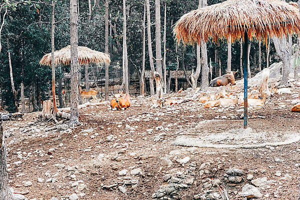 포토 JPG 해외이미지 동물 공원 야생동물 포유류 자연 사슴 사람없음 야외 환경 점 숲 내추럴 해외포토 공공시설 생태계 파일형식 이미지허브