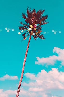 포토 JPG 해외이미지 주간 구름 하늘 한그루 사람없음 야외 여름 야자수 여름풍경 빛망울 해외포토 자연요소 나무 1 계절 풍경 빛 파일형식 여름_계절 이미지허브