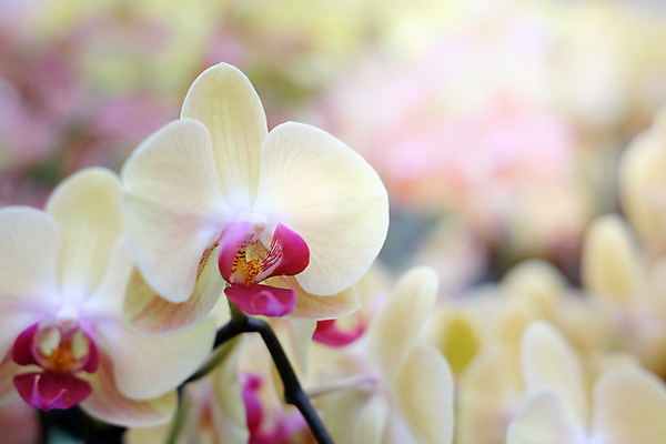 포토 JPG 해외이미지 식물 디자인 꽃잎 꽃 줄기 분홍색 백그라운드 꽃무늬 태국 자연 발렌타인데이 선물 사랑 사람없음 빨간색 초록색 빛 정원 보라색 스파 놀람 봄 수확 벚꽃 나뭇가지 신선 난초 클래식 향수 보케 향기 호접란 내추럴 바닐라 블러 해외포토 나무 계절 감정 아시아 컬러 컨셉 무늬 농업 데이이벤트 표정 화장품 생태계 냄새 파일형식 이미지허브