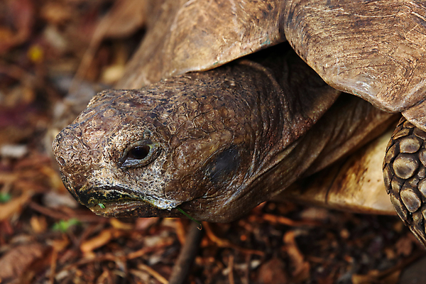 포토 JPG 해외이미지 동물 응시 얼굴 야생동물 백그라운드 패턴 파충류 아프리카 자연 저울 종류 사람없음 가로 반려동물 갈색 머리 사진촬영 껍질 거친 거북이 피부 질감 코 목 멸종 주둥이 느림 선사시대 표범 내추럴 남아프리카 옛날 이국적 해외포토 시선 나라 컬러 무늬 포유류 신체부위 촬영 역사 생태계 파일형식 이미지허브