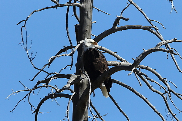 포토 JPG 해외이미지 주간 나무 야생동물 사람없음 야외 독수리 흰머리독수리 해외포토 자연요소 식물 동물 조류 파일형식 이미지허브