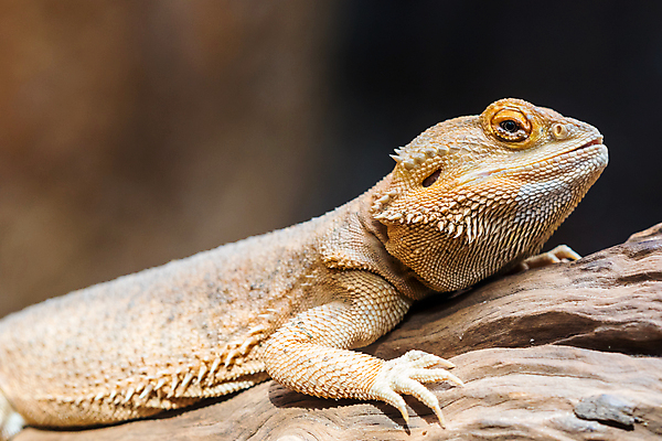 포토 JPG 해외이미지 동물 야생동물 파충류 자연 뿔 저울 종류 사람없음 환경 용 거친 도마뱀 서식지 어려움 텍사스 특별함 해외포토 컨셉 미국 생태계 파일형식 이미지허브