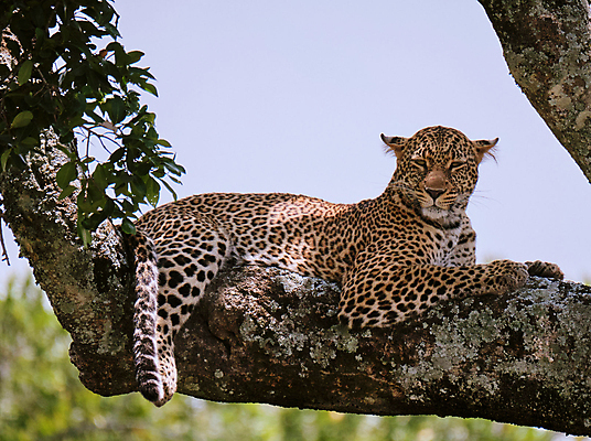 포토 JPG 해외이미지 주간 한마리 야생동물 나뭇잎 사람없음 야외 아웃포커스 눕기 나뭇가지 육식동물 표범 해외포토 자연요소 나무 동물 1 잎 포유류 모션 촬영기법 파일형식 이미지허브